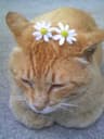 猫に夢のプロフィール画像