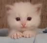 Profile picture of Yi Xiao